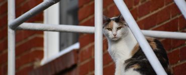 A calico cat sits atop a staircase and surveys its outdoor kingdom.