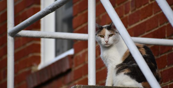 A calico cat sits atop a staircase and surveys its outdoor kingdom.