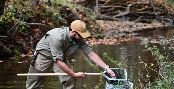 A Montgomery Parks specialist surveys a local stream and moves netted fish into a bucket for observation