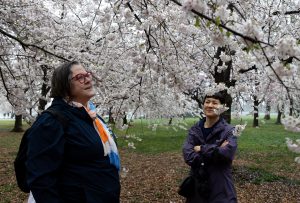 Friends Maureen Sharon and Beth Chen admire cherry blossoms at the Tidal Basin.