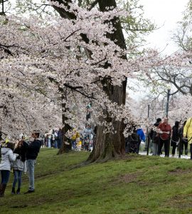 Small crowd visits cherry blossoms at the Tidal Basin