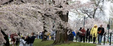 Small crowd visits cherry blossoms at the Tidal Basin
