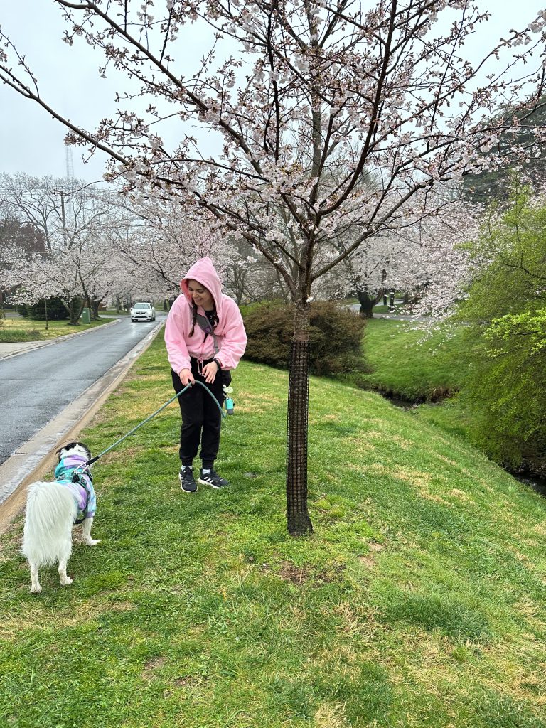 Angelica Medina smiles at her dog who is on a leash in a cherry blossom filled street.
