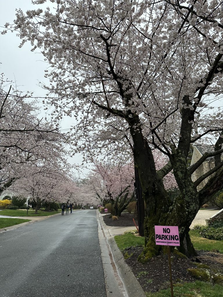 A "no parking" sign sits underneath a cherry blossom tree.