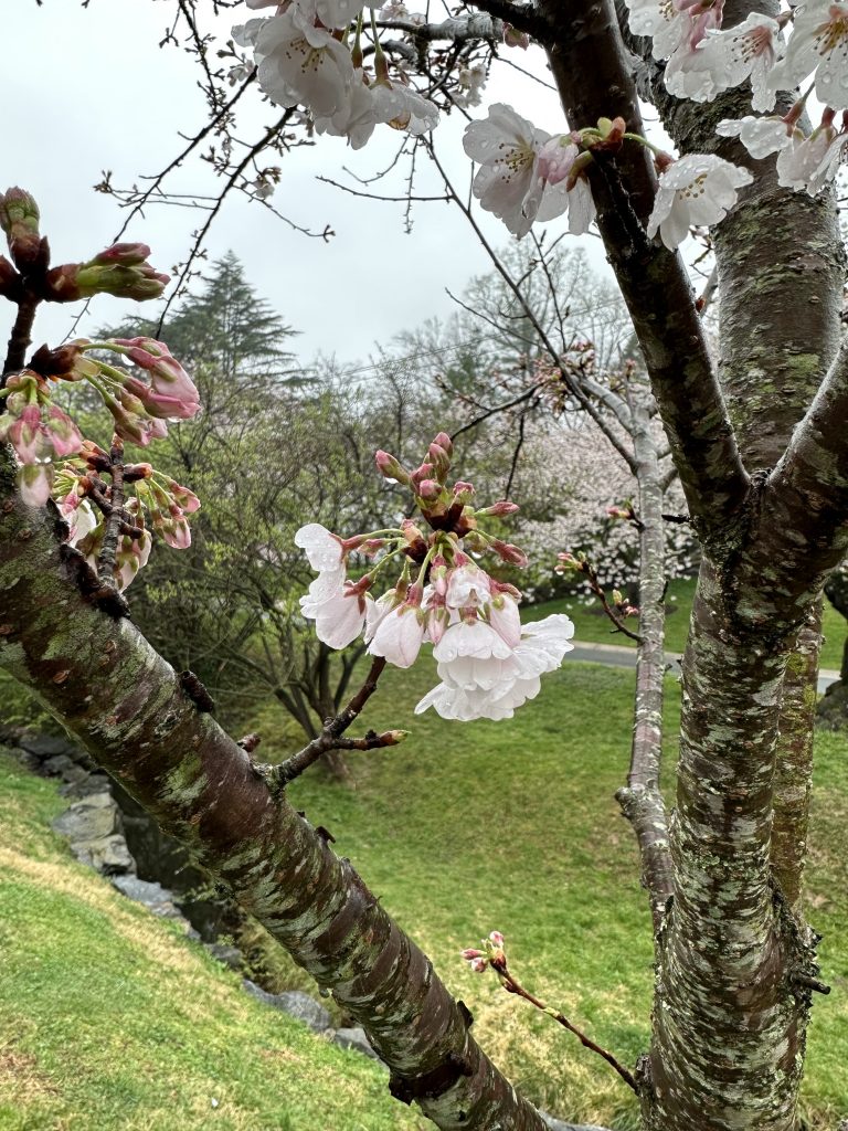 A cherry blossom petal hangs from a tree with raindrops on it.