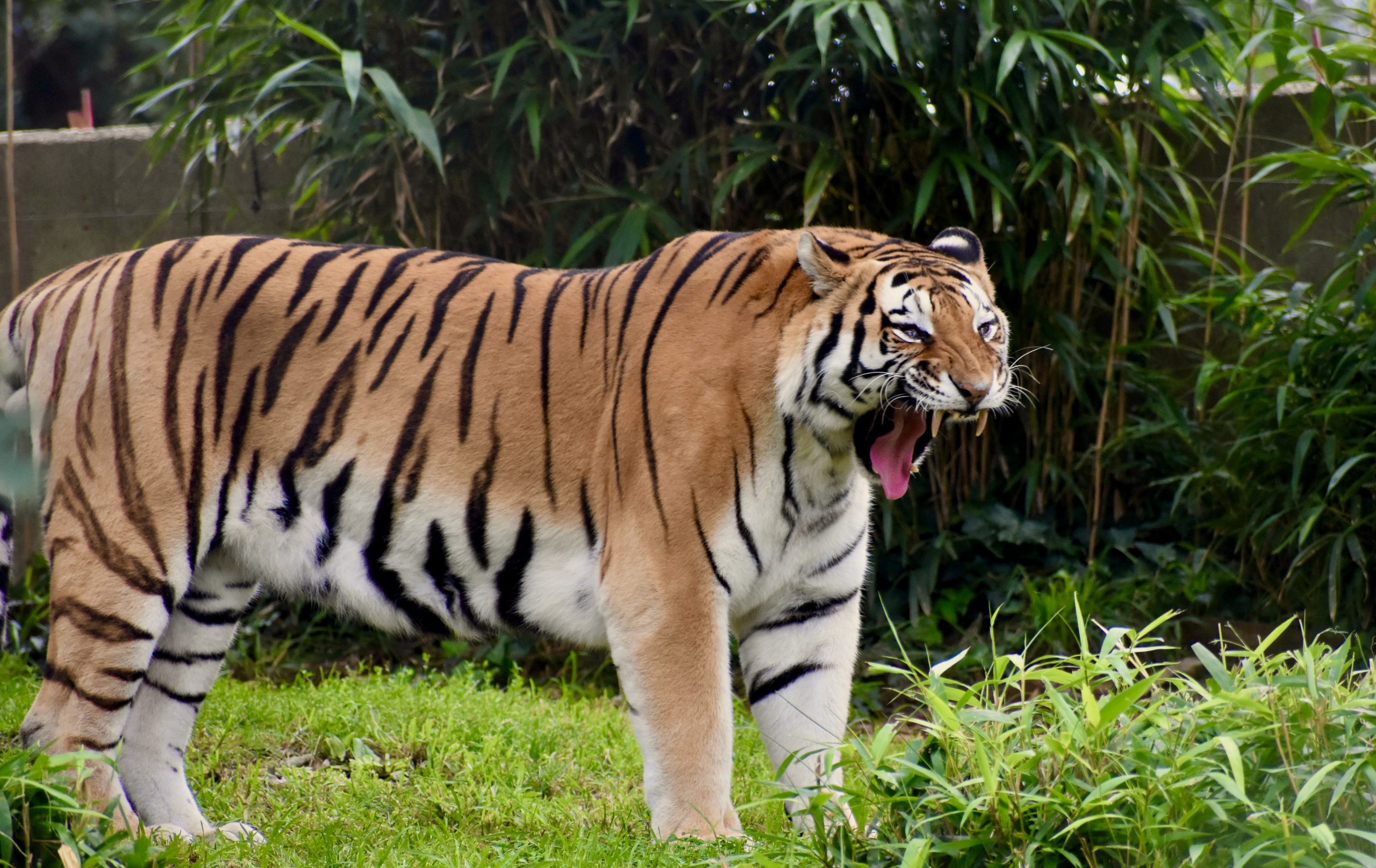Sumatran tiger at the Zoo