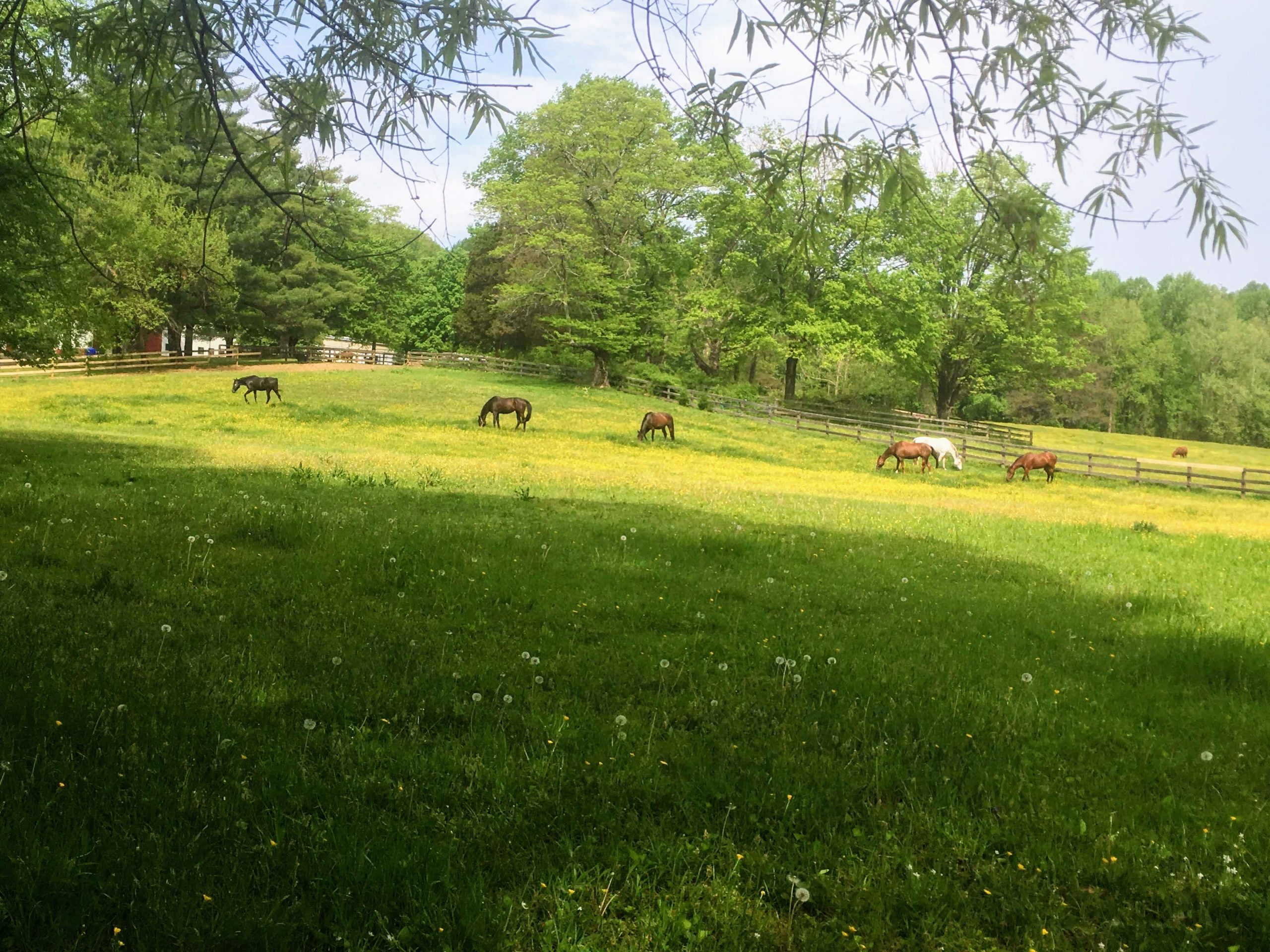 A wide shot of an open, grassy field shows horses freely grazing on a sunny day.