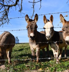 A photo of five donkeys, three of which are looking directly at the camera.