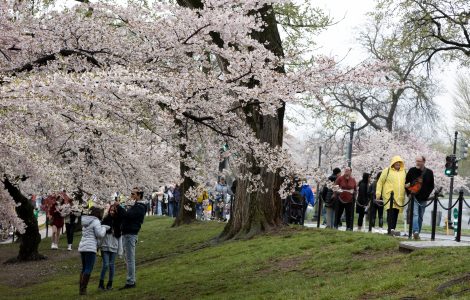 Small crowd visits cherry blossoms at the Tidal Basin