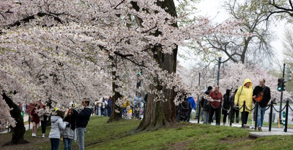 Small crowd visits cherry blossoms at the Tidal Basin