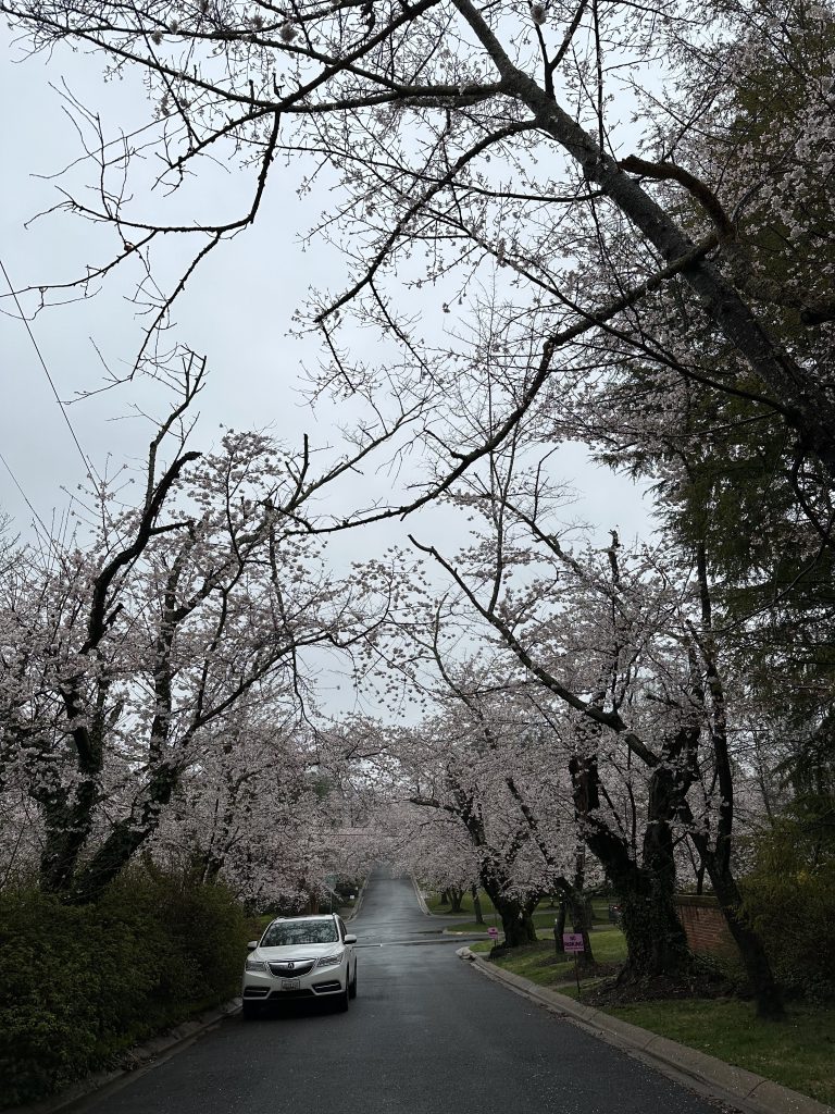 A cloudy street is surrounded by cherry blossom trees, as a car drives alongside the street.