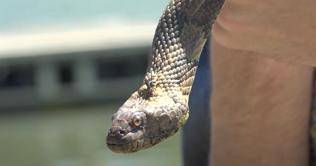 Photo inspiration: Environmental Impact Of Snake Feeding Reference: Wildlife Specialists Hunt Snakes To Help The Public Understand Their