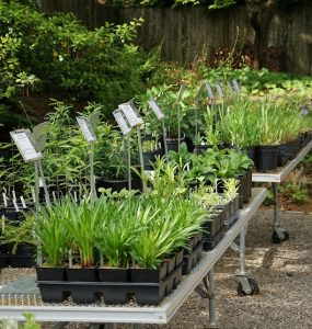 Picture from Wildflower Native Plant Nursery
