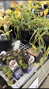 Images from Native plant selection from American Plant Nursery