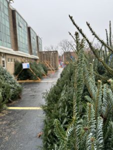 Christmas Trees at Elementary School