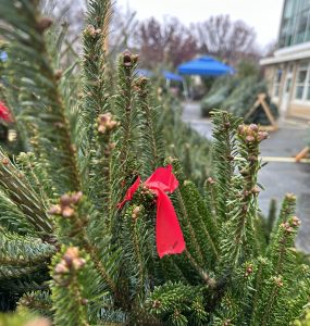 Christmas trees at Brent Elementary School