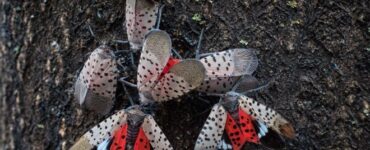Spotted lanternflies crowd a tree’s bark in Pennsylvania. (USDA Lance Cheung, 2018)