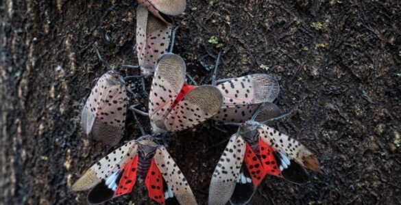 Spotted lanternflies crowd a tree’s bark in Pennsylvania. (USDA Lance Cheung, 2018)