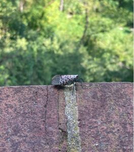 A spotted lanternfly rests on a balcony in Washington, D.C. during September. (Harper Johnston, 2024) 