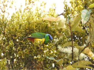 Colorful bird in the bushes