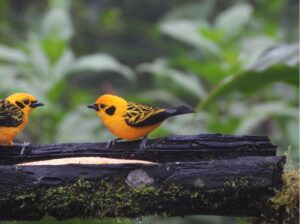 two golden tanagers sitting on a log