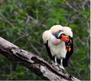 King Vulture in Equador