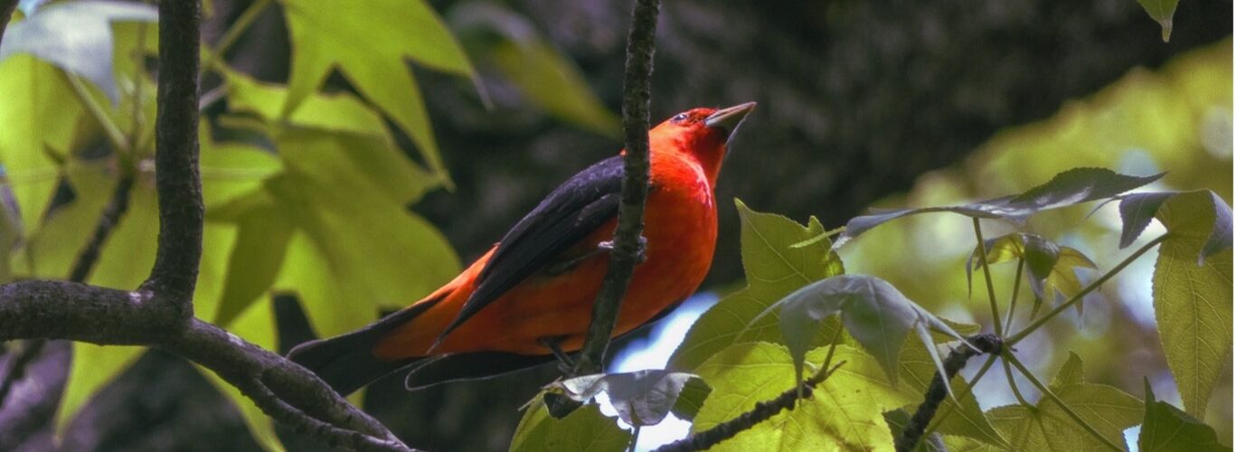 A scarlet tanager sits in tree near DC