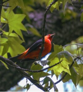 A scarlet tanager sits in tree near DC