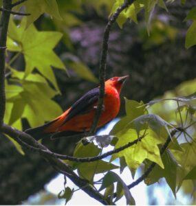 A scarlet tanager sits in tree near DC