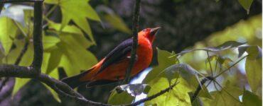 A scarlet tanager sits in tree near DC