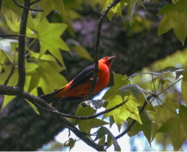 A scarlet tanager sits in tree near DC