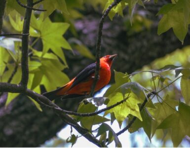 A scarlet tanager sits in tree near DC
