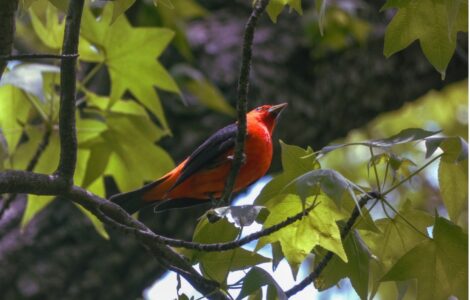 A scarlet tanager sits in tree near DC