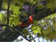 A scarlet tanager sits in tree near DC