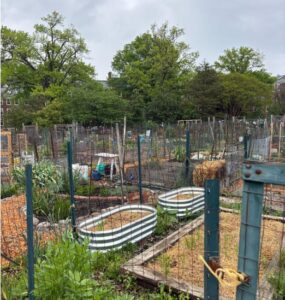 urban garden