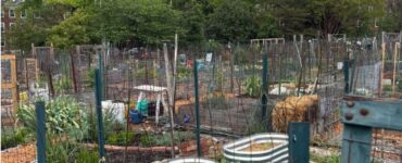 urban garden