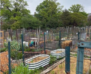 urban garden