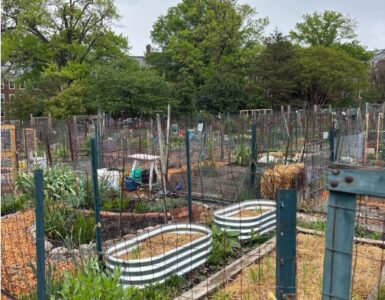 urban garden