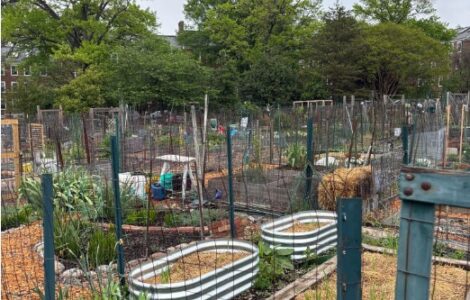 urban garden