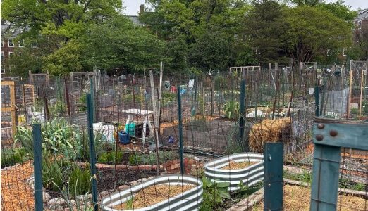 urban garden