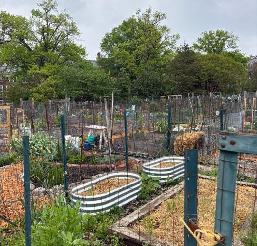 urban garden