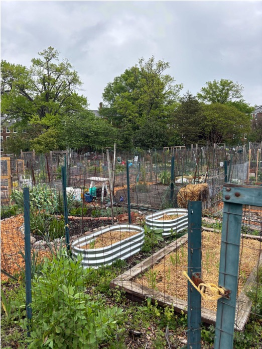 urban garden