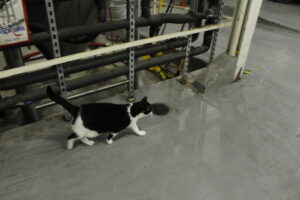 A small black and white cat walking next to brewery containment vats. (Terrance Williams)