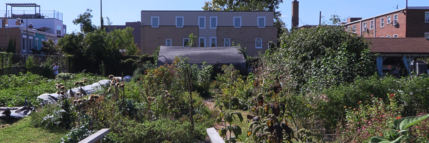 Two DIY wooden railings flank the entrance. A small path leads deeper into the farm. Directly ahead is the medicinal herb garden, with the greenhouse behind it. To their left lie rows of vegetable beds against the edge of the farm. To the right is the rain garden with the pavilion behind it. A few other plants are visible far right.
