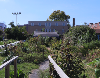 Two DIY wooden railings flank the entrance. A small path leads deeper into the farm. Directly ahead is the medicinal herb garden, with the greenhouse behind it. To their left lie rows of vegetable beds against the edge of the farm. To the right is the rain garden with the pavilion behind it. A few other plants are visible far right.