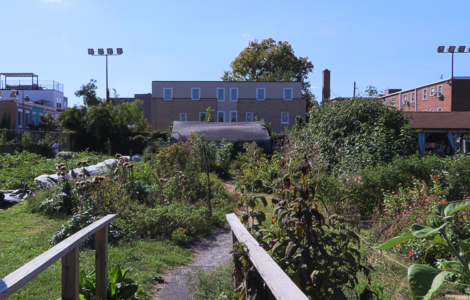 Two DIY wooden railings flank the entrance. A small path leads deeper into the farm. Directly ahead is the medicinal herb garden, with the greenhouse behind it. To their left lie rows of vegetable beds against the edge of the farm. To the right is the rain garden with the pavilion behind it. A few other plants are visible far right.