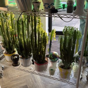 Milk tree propagations at Milk Tree