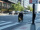 A cyclist rides into a Florida Avenue intersection as pedestrians cross in front of him and a traffic signal displays red.